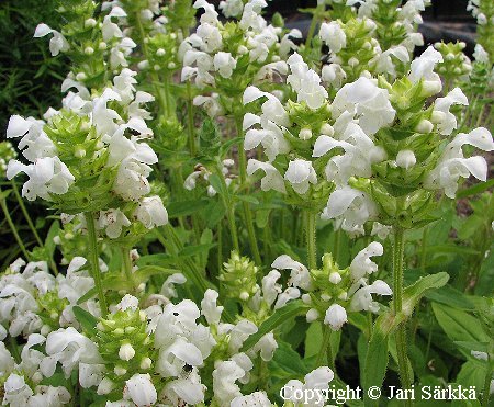 Prunella grandiflora 'Alba'